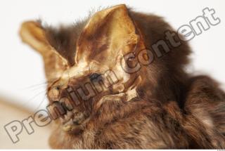 European Bat - Barbastella barbastellus 0017